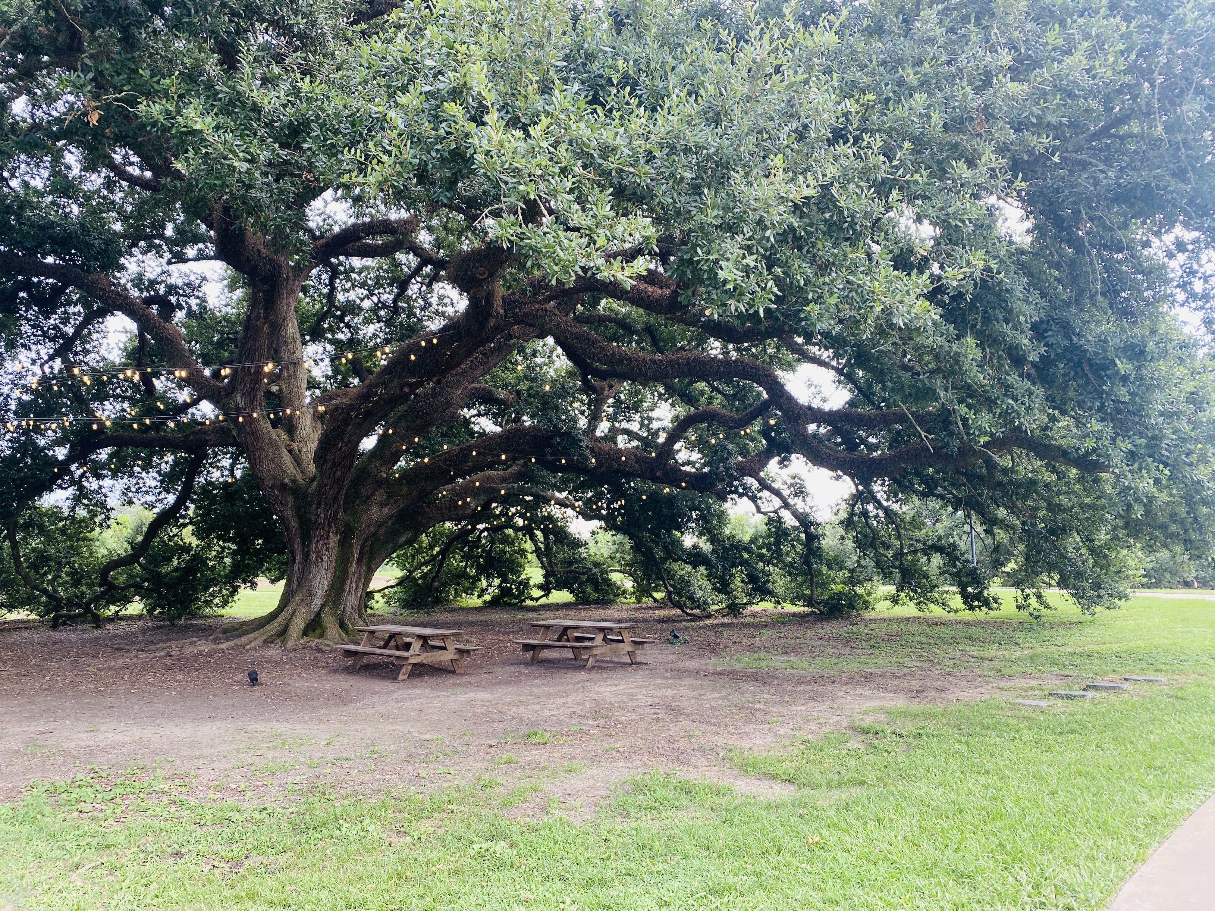 The rolling paths and open fields of Moncus Park